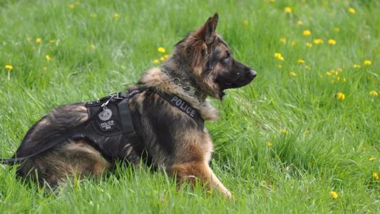 北京公交總隊警犬亮絕活，超聲波控制警犬已申報專利