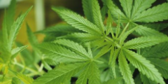 美國將允許人們為部分大麻類制品提交商標注冊申請