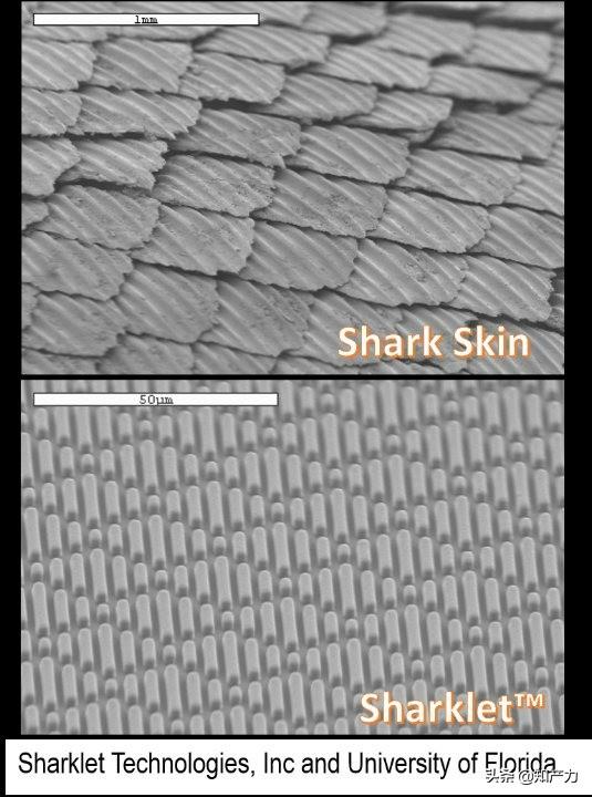 羅永浩剛剛發布的Sharklet，關鍵商標竟然已經被別人注冊了