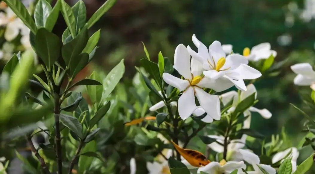 “朐陽(yáng)梔子花”獲批國(guó)家級(jí)商標(biāo)！